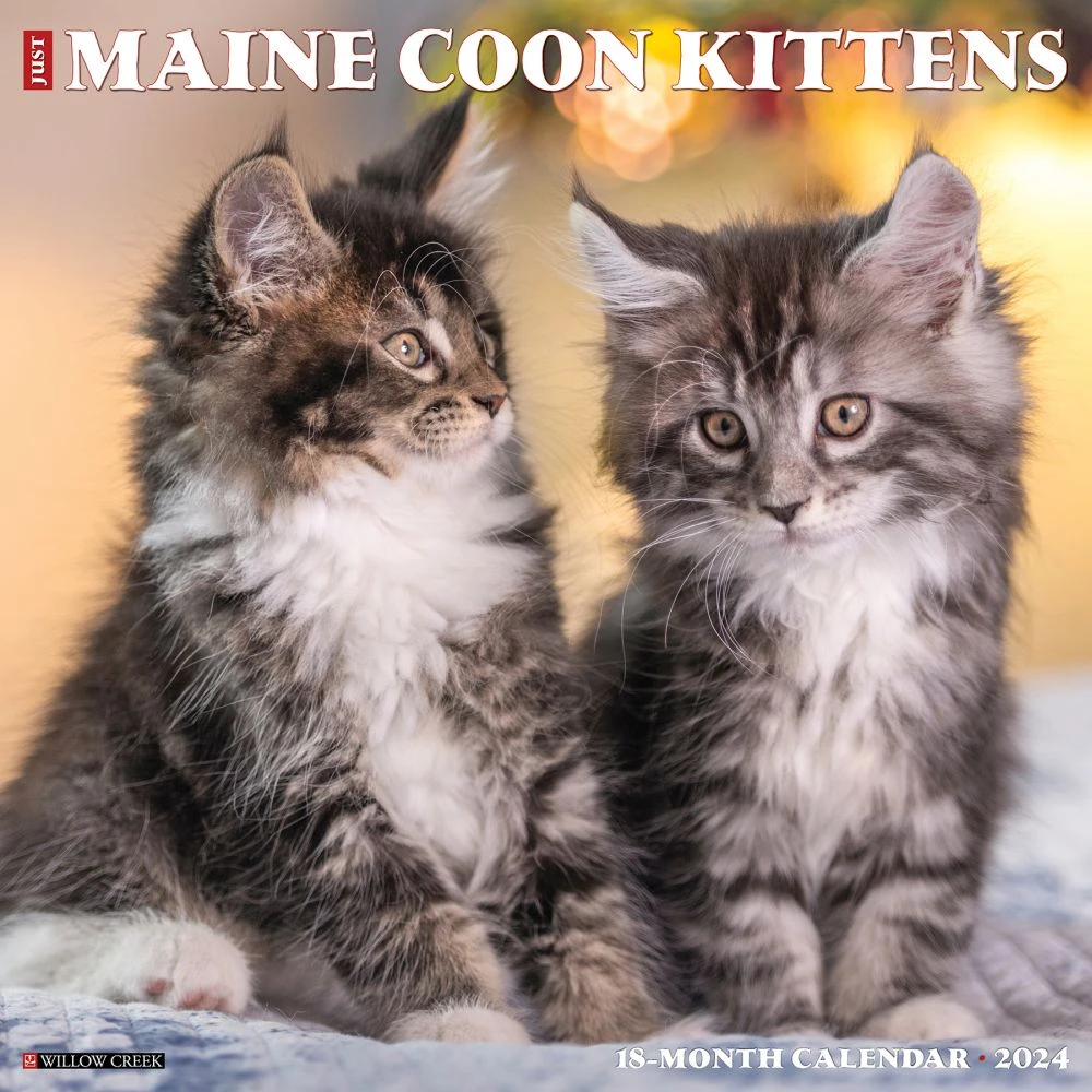 Maine Coon Kittens 2024 Wall Calendar 3 Maine Coon Kittens 2024 Wall Calendar