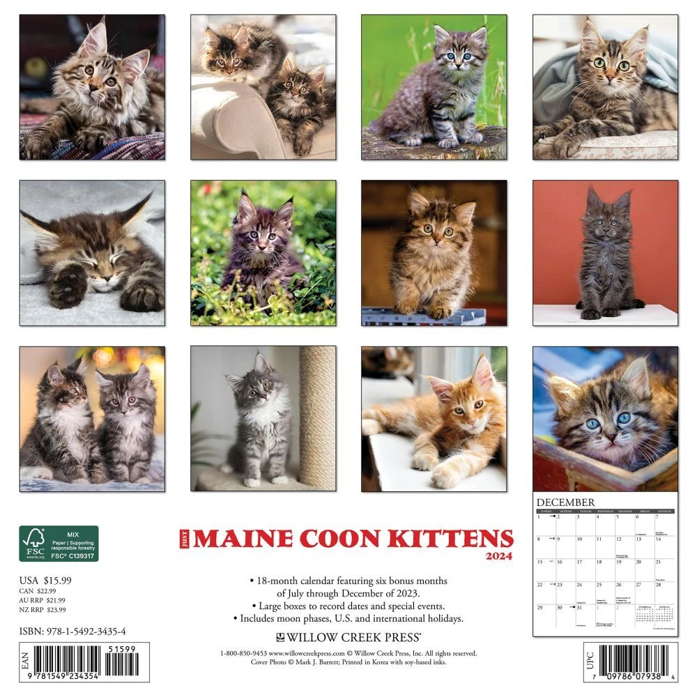 Maine Coon Kittens 2024 Wall Calendar 4 Maine Coon Kittens 2024 Wall Calendar - Image 2