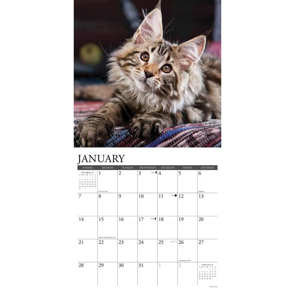 Maine Coon Kittens 2024 Wall Calendar 5 Maine Coon Kittens 2024 Wall Calendar - Image 3