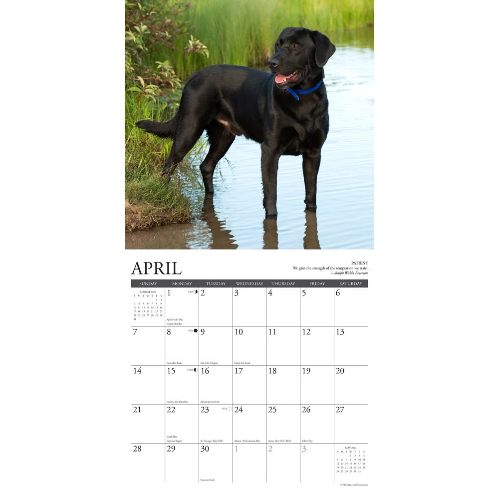 Lab Rules 2024 Wall Calendar 5 Lab Rules 2024 Wall Calendar - Image 3