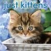 Just Kittens 2024 Wall Calendar -Calendars Sales Store 202400003790