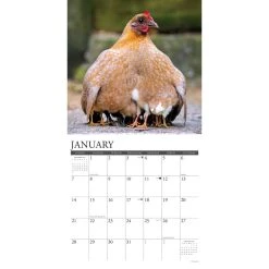 Just Chickens 2024 Wall Calendar -Calendars Sales Store 202400003792 ALT2
