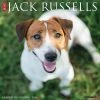 Just Jack Russells 2024 Wall Calendar -Calendars Sales Store 202400003796