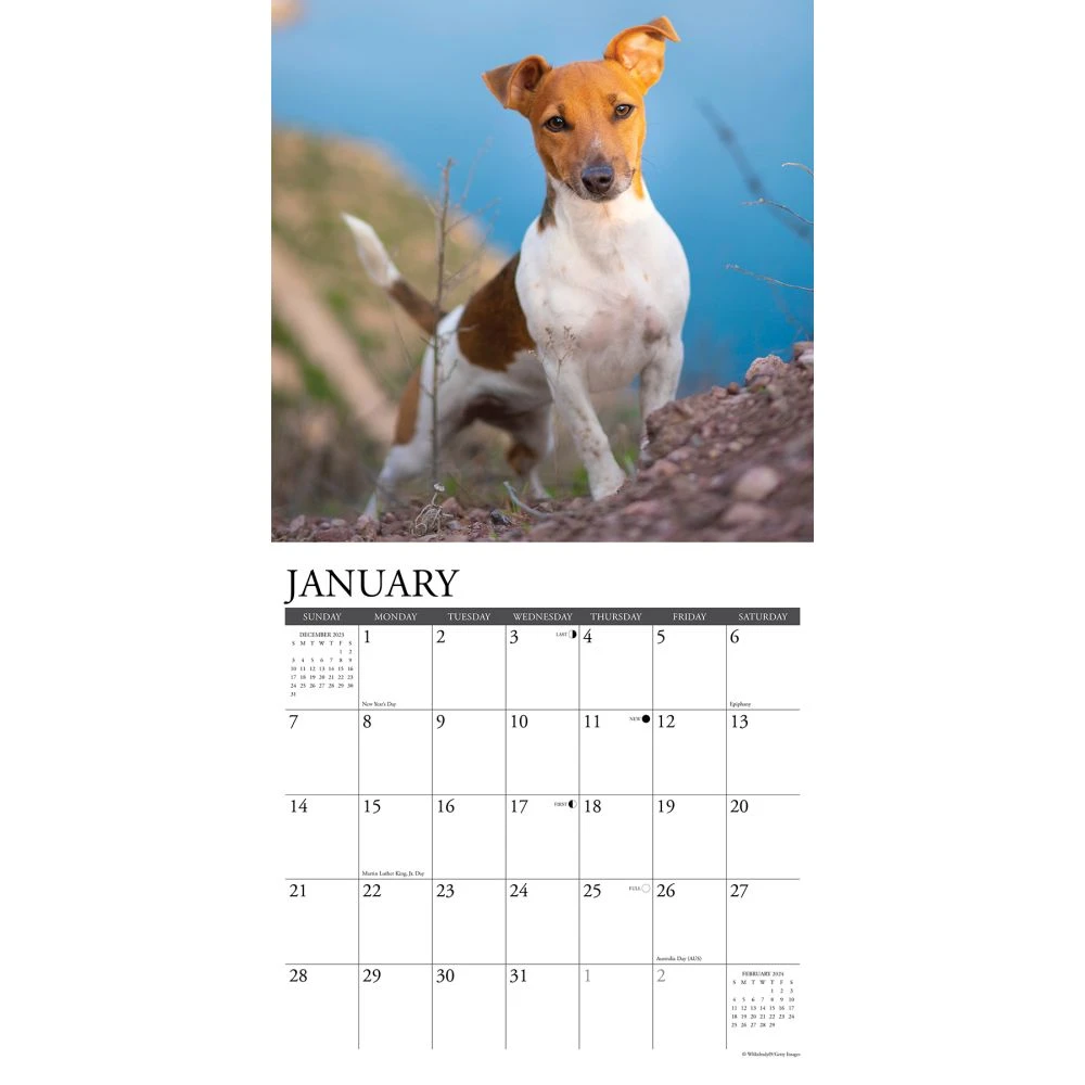 Just Jack Russells 2024 Wall Calendar 5 Just Jack Russells 2024 Wall Calendar - Image 3