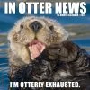 In Otter News 2024 Wall Calendar -Calendars Sales Store 202400003803