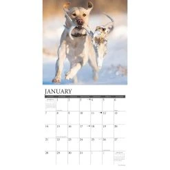 Hunting Labs 2024 Wall Calendar -Calendars Sales Store 202400003806 ALT2