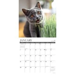 Happy Cats 2024 Wall Calendar 9 Happy Cats 2024 Wall Calendar -Calendars Sales Store 202400003821 ALT2