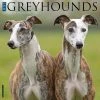 Just Greyhounds 2024 Wall Calendar -Calendars Sales Store 202400003825
