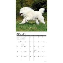 Just Great Pyrenees 2024 Wall Calendar 9 Just Great Pyrenees 2024 Wall Calendar -Calendars Sales Store 202400003827 ALT2