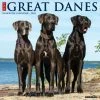 Just Great Danes 2024 Wall Calendar -Calendars Sales Store 202400003829