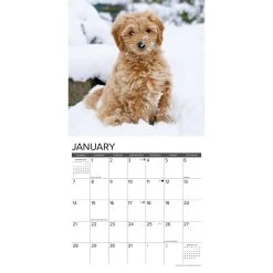 Just Goldendoodle 2024 Wall Calendar -Calendars Sales Store 202400003835 ALT2