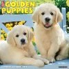Just Golden Puppies 2024 Wall Calendar 2 Just Golden Puppies 2024 Wall Calendar -Calendars Sales Store 202400003838