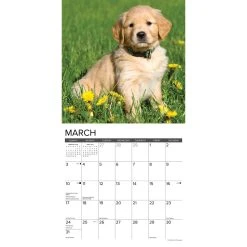 Just Golden Puppies 2024 Wall Calendar 9 Just Golden Puppies 2024 Wall Calendar -Calendars Sales Store 202400003838 ALT2