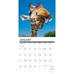 Giraffes 2024 Wall Calendar -Calendars Sales Store 202400003841 ALT2