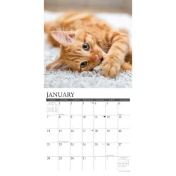 Just Ginger Cats 2024 Wall Calendar 9 Just Ginger Cats 2024 Wall Calendar -Calendars Sales Store 202400003842 ALT2