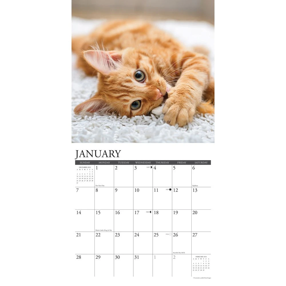 Just Ginger Cats 2024 Wall Calendar 5 Just Ginger Cats 2024 Wall Calendar - Image 3