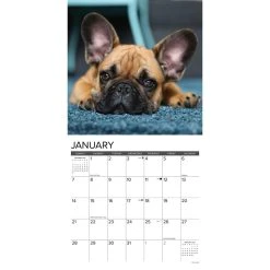 Just French Bulldogs 2024 Wall Calendar -Calendars Sales Store 202400003852 ALT2