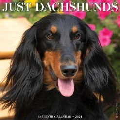 Just Dachshunds 2024 Wall Calendar