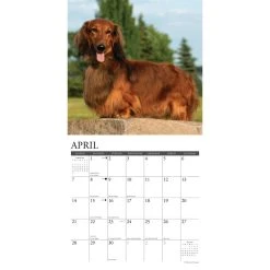 Just Dachshunds 2024 Wall Calendar -Calendars Sales Store 202400003875 ALT2