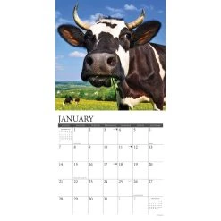 Just Cows 2024 Wall Calendar 9 Just Cows 2024 Wall Calendar -Calendars Sales Store 202400003879 ALT2