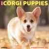 Just Corgi Puppies 2024 Wall Calendar -Calendars Sales Store 202400003887