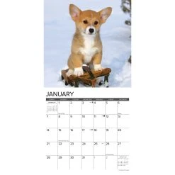 Just Corgi Puppies 2024 Wall Calendar -Calendars Sales Store 202400003887 ALT2