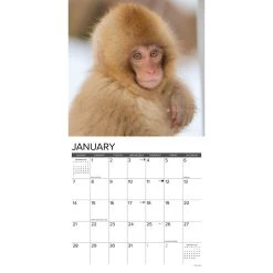 Monkey Business 2024 Wall Calendar 9 Monkey Business 2024 Wall Calendar -Calendars Sales Store 202400003920 ALT2