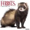 Ferrets 2024 Wall Calendar -Calendars Sales Store 202400003932