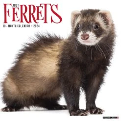 Ferrets 2024 Wall Calendar