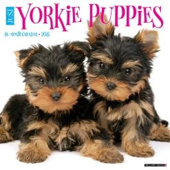 Just Yorkie Puppies 2024 Wall Calendar