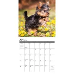 Just Yorkie Puppies 2024 Wall Calendar -Calendars Sales Store 202400003957 ALT2