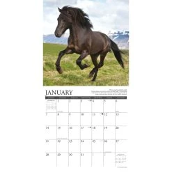 Why Horses Do That 2024 Wall Calendar -Calendars Sales Store 202400003966 ALT2