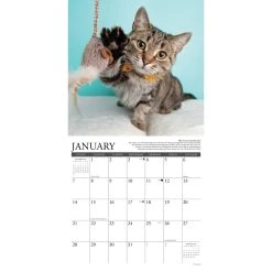Why Cats Do That 2024 Wall Calendar -Calendars Sales Store 202400003967 ALT2