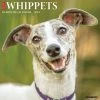 Just Whippets 2024 Wall Calendar -Calendars Sales Store 202400003969