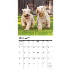 Just Wheaton Terriers 2024 Wall Calendar 9 Just Wheaton Terriers 2024 Wall Calendar -Calendars Sales Store 202400003970 ALT2