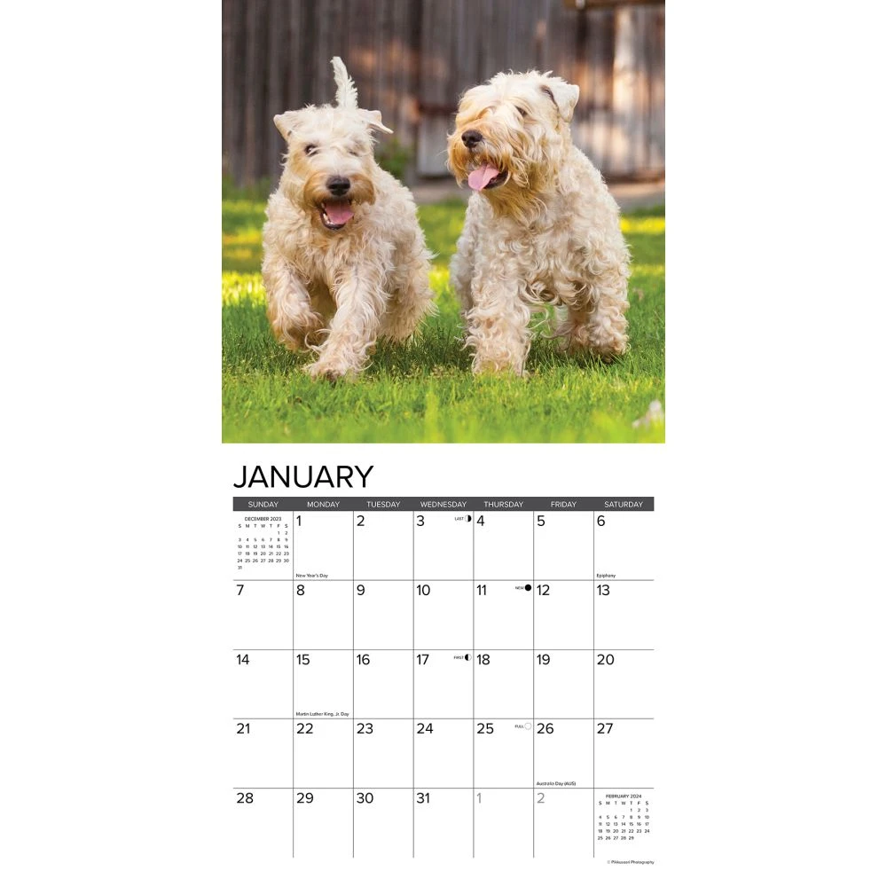 Just Wheaton Terriers 2024 Wall Calendar 5 Just Wheaton Terriers 2024 Wall Calendar - Image 3