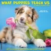 What Puppies Teach Us 2024 Wall Calendar -Calendars Sales Store 202400003971