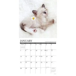 What Kittens Teach Us 2024 Wall Calendar -Calendars Sales Store 202400003973 ALT2