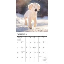 What Goldens Teach Us 2024 Wall Calendar -Calendars Sales Store 202400003975 ALT2