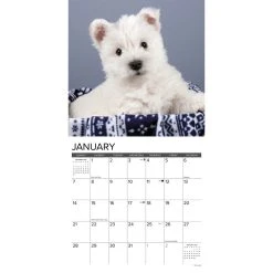 Just Westie Puppies 2024 Wall Calendar 9 Just Westie Puppies 2024 Wall Calendar -Calendars Sales Store 202400003980 ALT2
