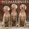 Just Weimaraners 2024 Wall Calendar -Calendars Sales Store 202400003981
