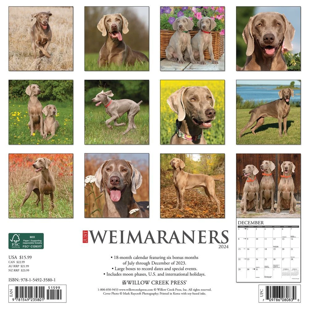Just Weimaraners 2024 Wall Calendar 4 Just Weimaraners 2024 Wall Calendar - Image 2