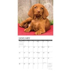 Just Vizslas 2024 Wall Calendar -Calendars Sales Store 202400003986 ALT2