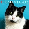 Just Tuxedo Cats 2024 Wall Calendar 1 Just Tuxedo Cats 2024 Wall Calendar -Calendars Sales Store 202400003993