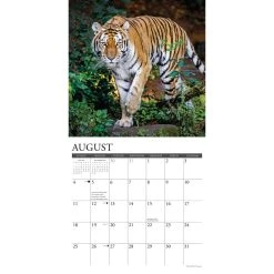 Tigers 2024 Wall Calendar -Calendars Sales Store 202400004002 ALT2