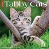 Just Tabby Cats 2024 Wall Calendar -Calendars Sales Store 202400004007