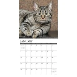 Just Tabby Cats 2024 Wall Calendar -Calendars Sales Store 202400004007 ALT2