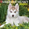 Just Siberian Husky Puppies 2024 Wall Calendar -Calendars Sales Store 202400004022