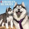 Just Siberian Huskies 2024 Wall Calendar -Calendars Sales Store 202400004023
