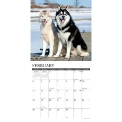 Just Siberian Huskies 2024 Wall Calendar -Calendars Sales Store 202400004023 ALT2
